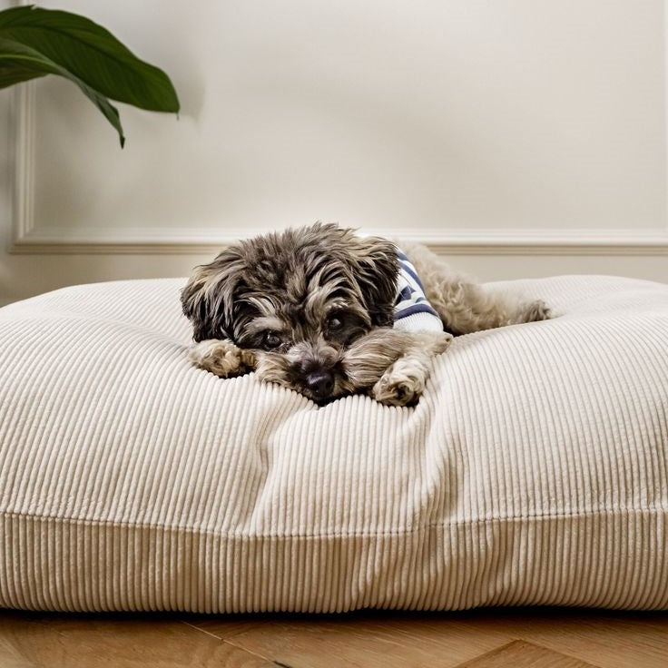 How to Choose the Right Dog Bed Size