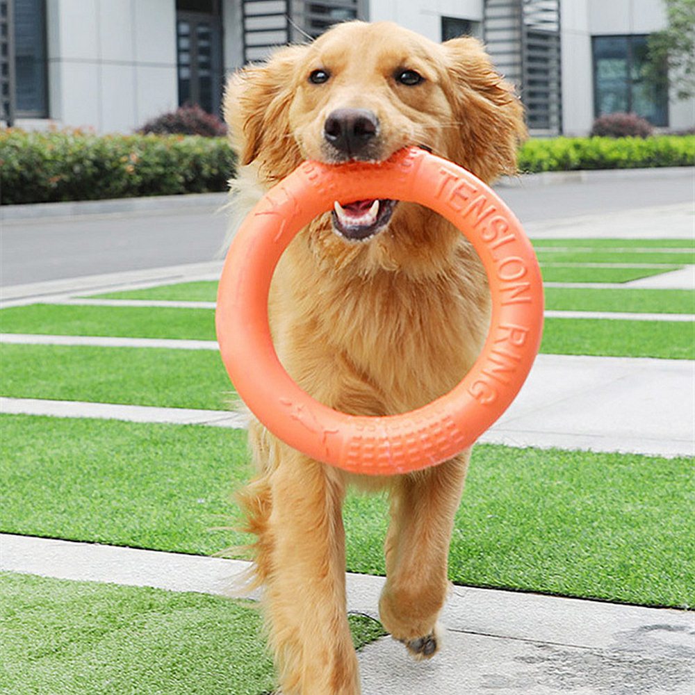 Dog playing fetch with a training ring
Durable rubber training ring for dogs
Close-up of interactive training ring toy
Dog enjoying tug-of-war with a training ring