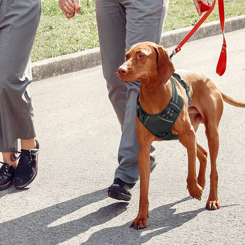 Durable Dog Harness