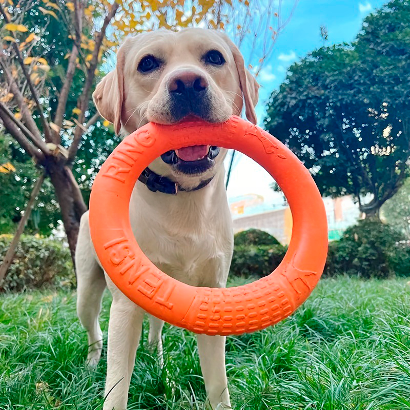 Dog playing fetch with a training ring
Durable rubber training ring for dogs
Close-up of interactive training ring toy
Dog enjoying tug-of-war with a training ring