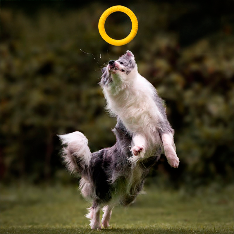 Dog playing fetch with a training ring
Durable rubber training ring for dogs
Close-up of interactive training ring toy
Dog enjoying tug-of-war with a training ring