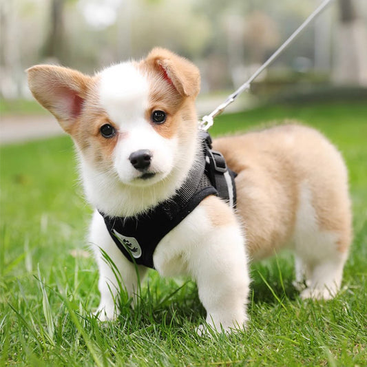 Adjustable Dog Harness