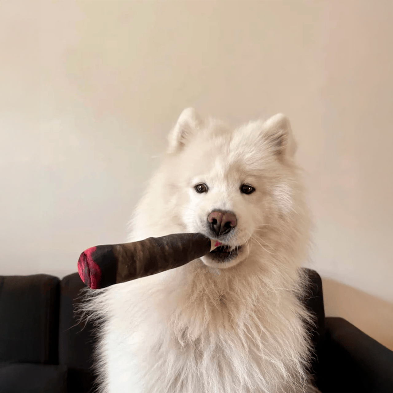 Dog playing with a cigar-shaped chew toy
Durable dog cigar toy for interactive fun
Close-up of a novelty cigar chew toy for pets
Pet enjoying a funny cigar chew toy indoors