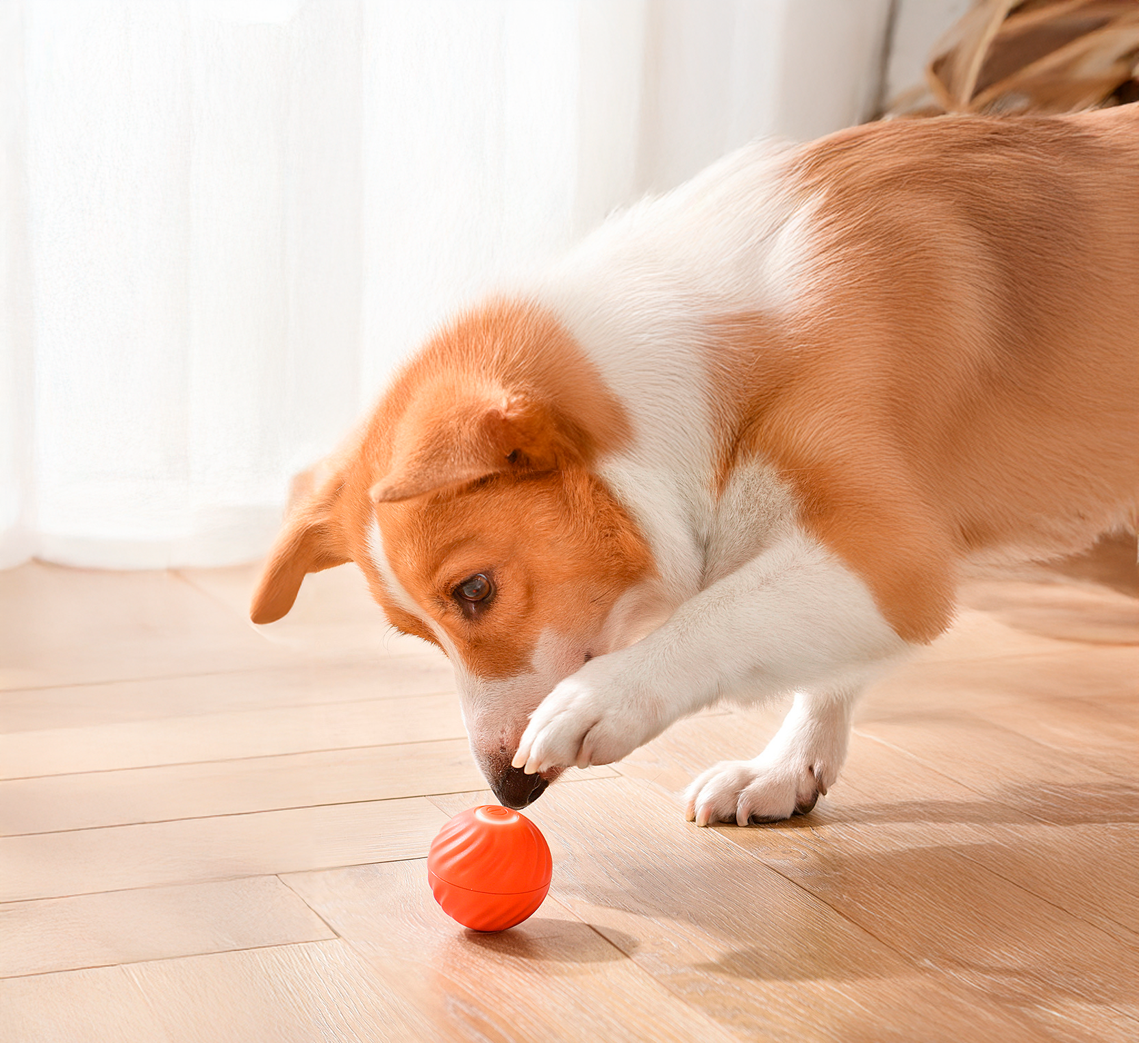 Dog chasing automatic moving toy on the floor
Interactive automatic moving toy for pets
Automatic pet toy in motion, ideal for dogs
Dog playing with colorful automatic moving toy indoors