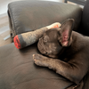 Dog playing with a cigar-shaped chew toy
Durable dog cigar toy for interactive fun
Close-up of a novelty cigar chew toy for pets
Pet enjoying a funny cigar chew toy indoors